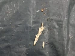 Tweedekans Obelink Rosario Deluxe